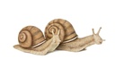 snails medium+large.jpg