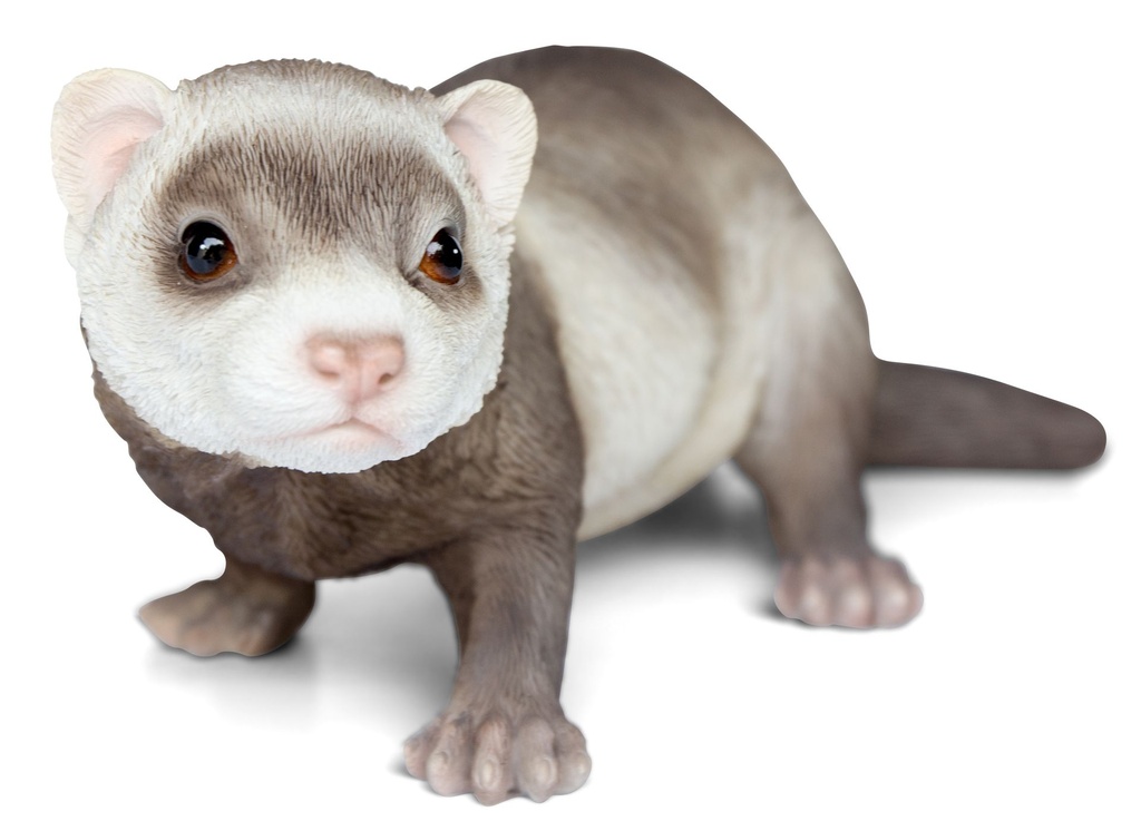 11153066 - ferret 3.jpg