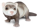 11153066 - ferret 3.jpg