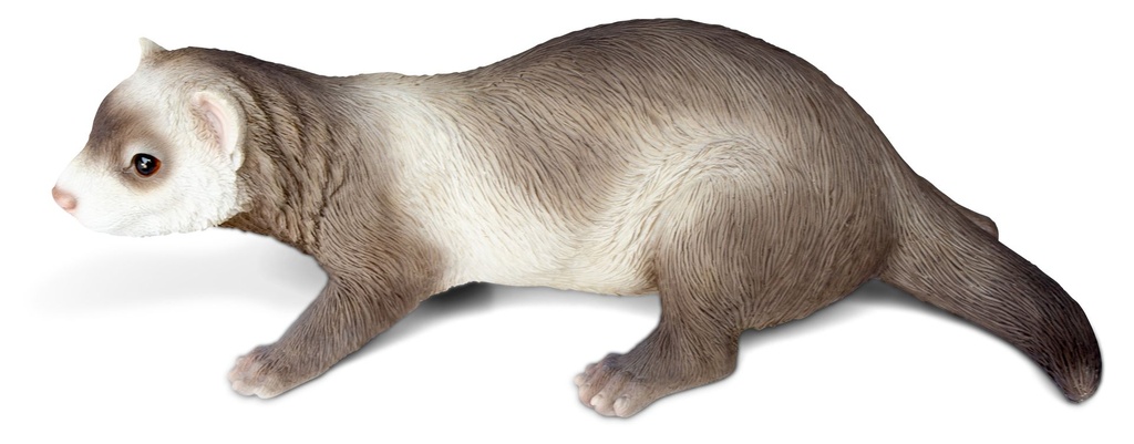 11153066 - ferret 1.jpg