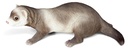 11153066 - ferret 1.jpg