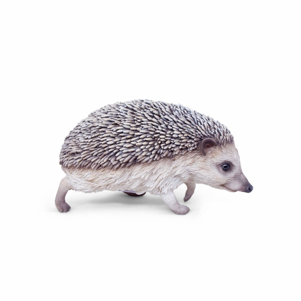11154086 - hedgehog walking -3-1.jpg