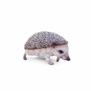 11154086 - hedgehog walking -2-1.jpg