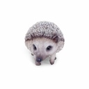 11154086 - hedgehog walking -4-1.jpg