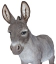 11154074 - Donkey XL -4.jpg