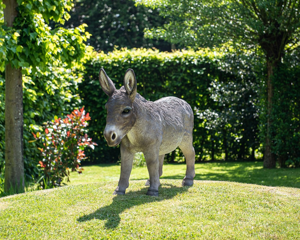 11154074 - Donkey XL -insitu1-1.jpg