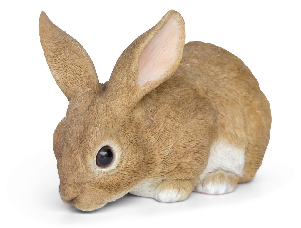 11152967 - Rabbits Eating -2.jpg