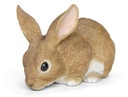 11152967 - Rabbits Eating -2.jpg