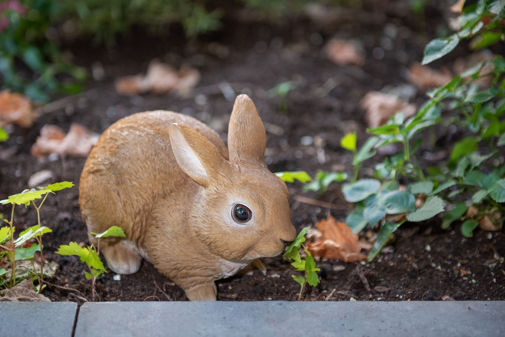 Rabbits Eating.jpg