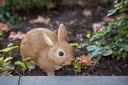 Rabbits Eating.jpg