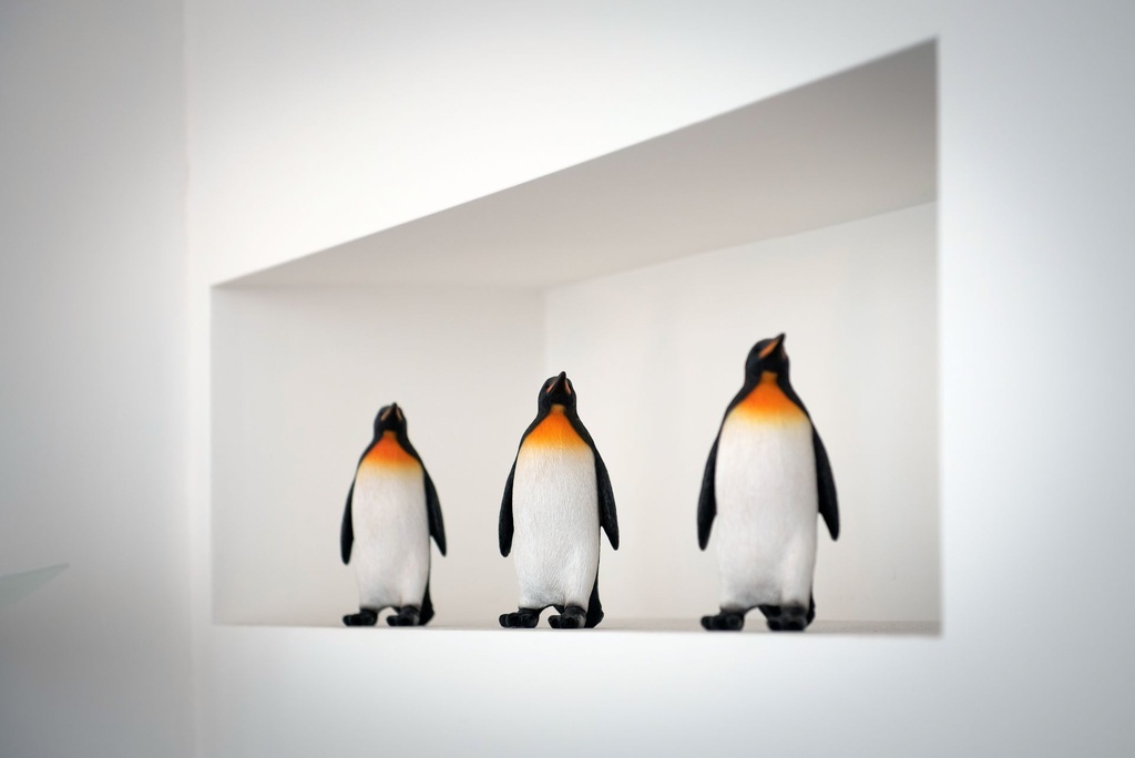 11153099 - Pinguin Small - - in situ2 copie.jpg