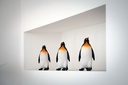 11153099 - Pinguin Small - - in situ2 copie.jpg