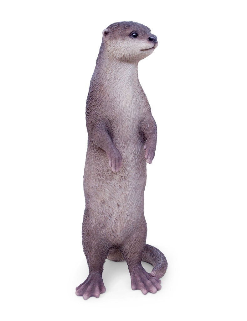 11154083 - otter standing -3.jpg