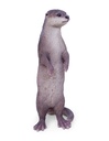 11154083 - otter standing -3.jpg