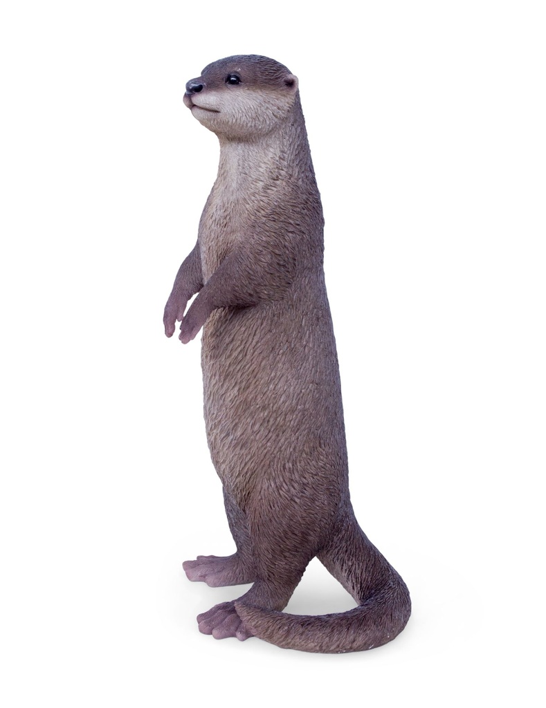 11154083 - otter standing -2.jpg