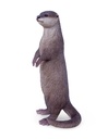 11154083 - otter standing -2.jpg