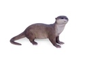 11154084 - otter walking -2.jpg