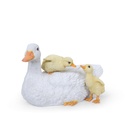 11154145 - duck+babies -2.jpg