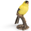 11153069 - Canary on branch 2.jpg