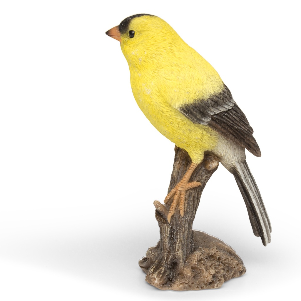 11153069 - Canary on branch in situ-1.jpg