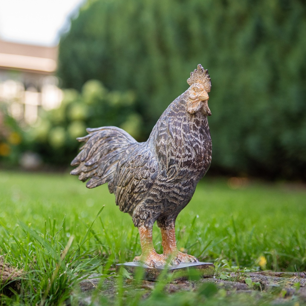 11154184 - Royal Rooster in situ-1.png