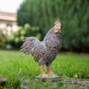 11154184 - Royal Rooster in situ-1.png