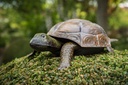 70701369 - Garden ID - Metal Moving Turtle - in situ.jpg