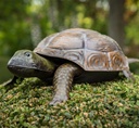 METAL MOBILE TORTUE
