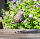 WEB-POLY BIRD ROYAL 16X6H12CM