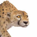 11154073 - GID - Ornaments - XXL Cheetah Walking -8 -zoom3-1.jpg