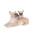 WEB-POLY DOGS+PUPPY