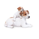 WEB-POLY DOGS+PUPPY