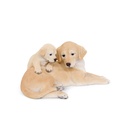 WEB-POLY DOGS+PUPPY
