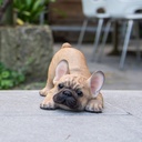 WEB-POLY PLAYING PUPS