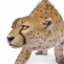 11154073 - GID - Ornaments - XXL Cheetah Walking -7 -zoom2-1.jpg