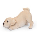WEB-POLY PLAYING PUPS