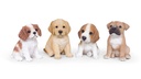 WEB-POLY SITTING PUPS