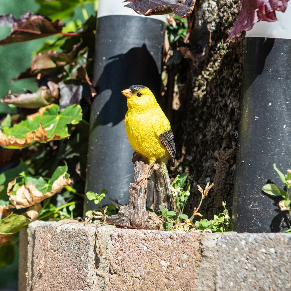 POLYRESINE CANARI SUR BRANCHE 17X5H12