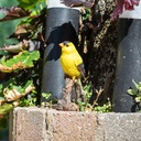 POLYRESINE CANARI SUR BRANCHE 17X5H12