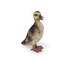 WEB-POLY BABY DUCK