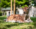 POLYRESINE BICHE AVEC BEBE