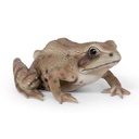 WEB-POLY FROG 15X12H8CM