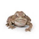WEB-POLY FROG 15X12H8CM
