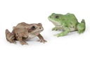 WEB-POLY FROG 15X12H8CM