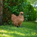 POLYRESINE POULE SOIE