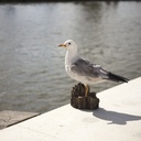 POLYRESINE MOUETTE