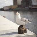POLYRESINE MOUETTE