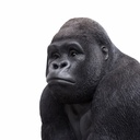 11154059 - GID - Ornaments - XXL Gorilla -10 -zoom4-1.jpg