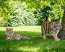 POLYRESINE TIGRE MARCHANT