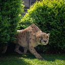POLYRESINE GUEPARD MARCHANT